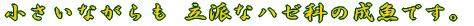 Ȃ hȃn[Ȃ̐łB